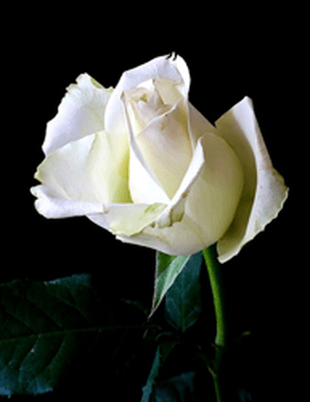 Melody Lynn McAdams Obituary